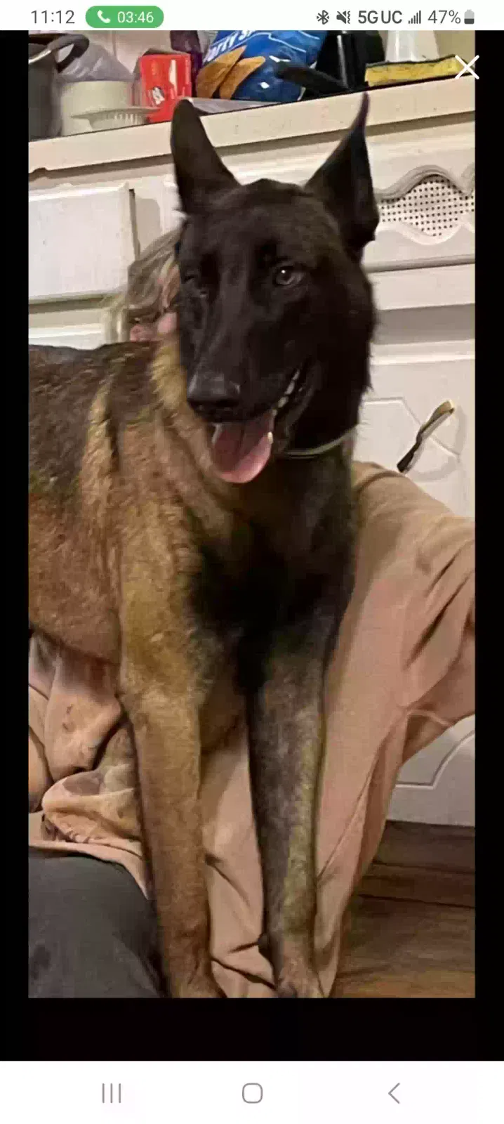 Lost dog in Oklahoma City, OK, 73122