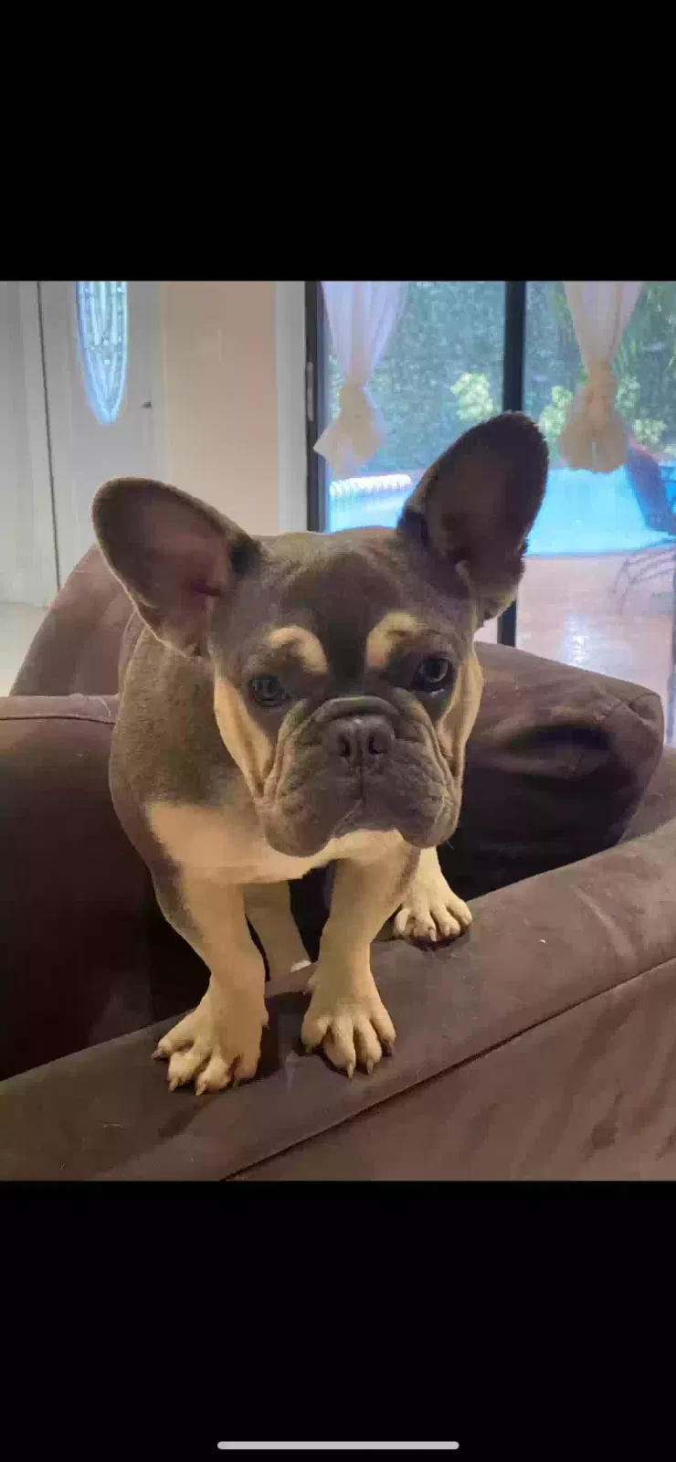 Lost dog in Wellington, FL, 33414