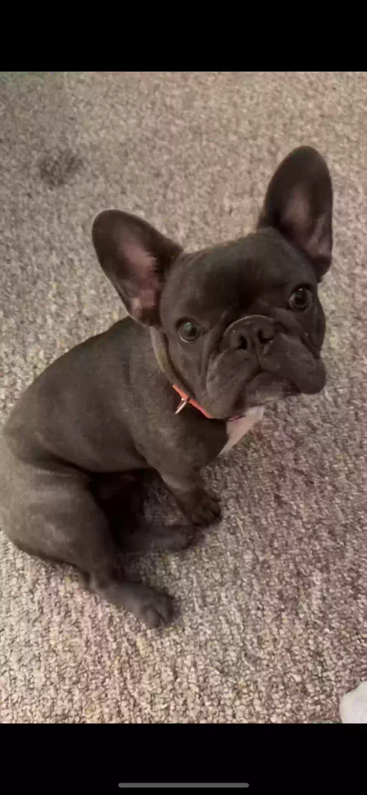Lost dog in Tampa, FL, 33647