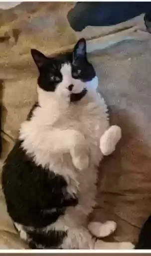 Lost cat in Tonawanda, NY, 14150