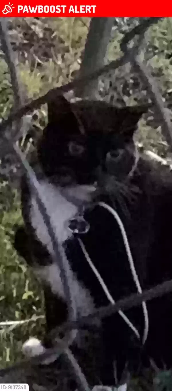 Lost cat in North Richland Hills, TX, 76180