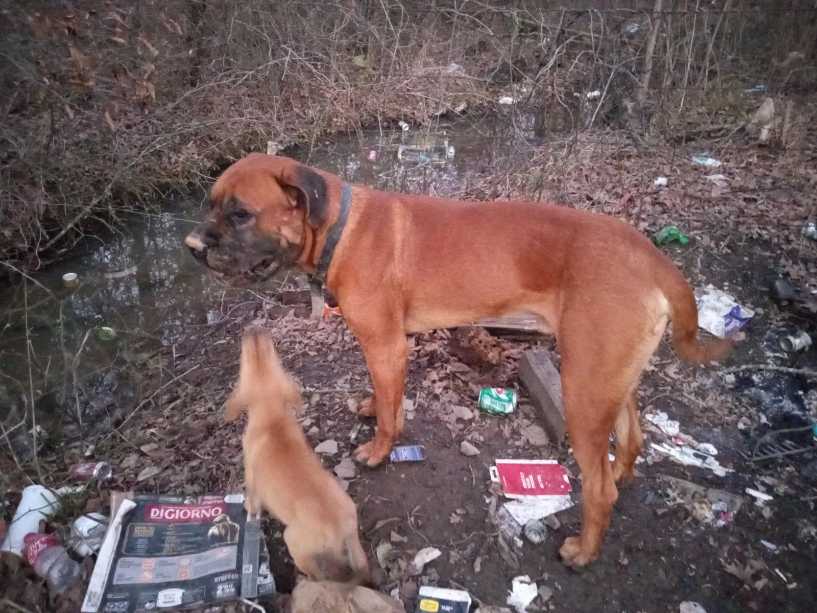 Lost dog in Red Oak, OK, 74563