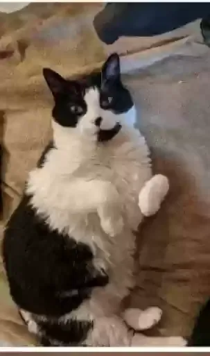 Lost cat in Tonawanda, NY, 14150