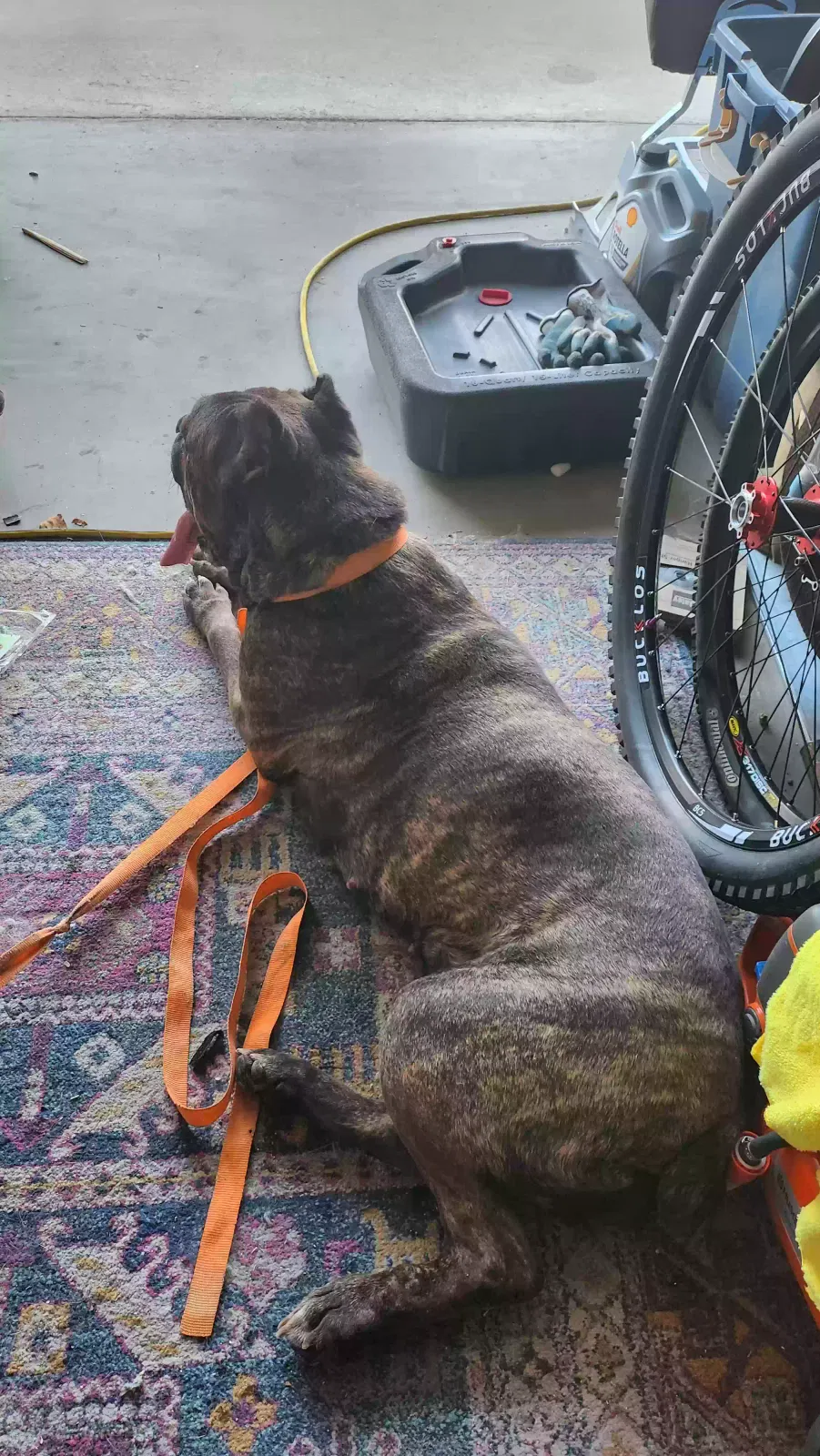 Found dog in Glendale, AZ, 85308