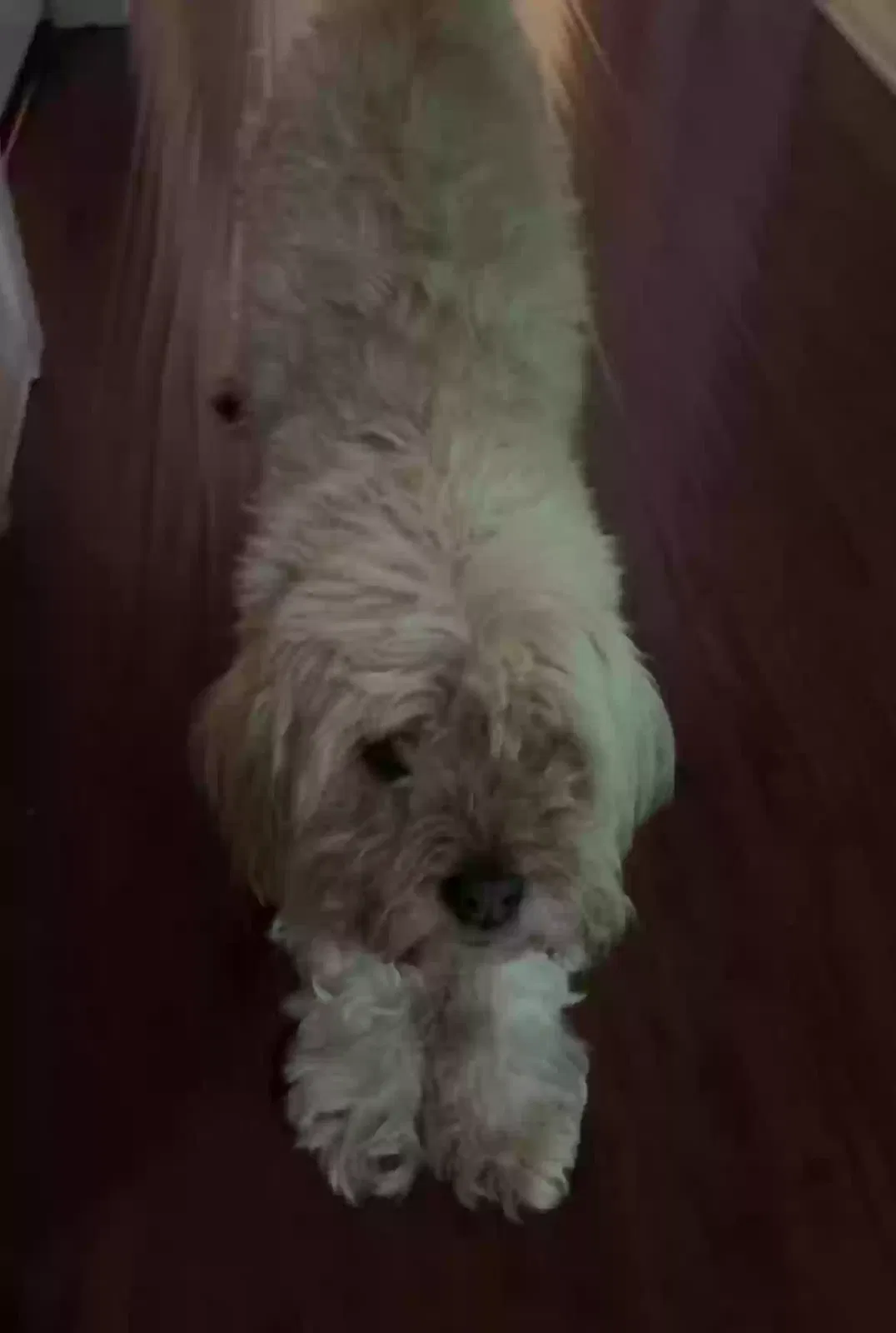 Lost dog in Glendale, AZ, 85305