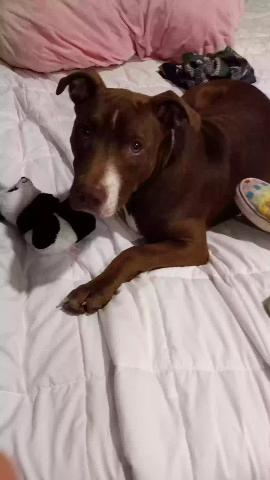 Lost dog in Knoxville, TN, 37920