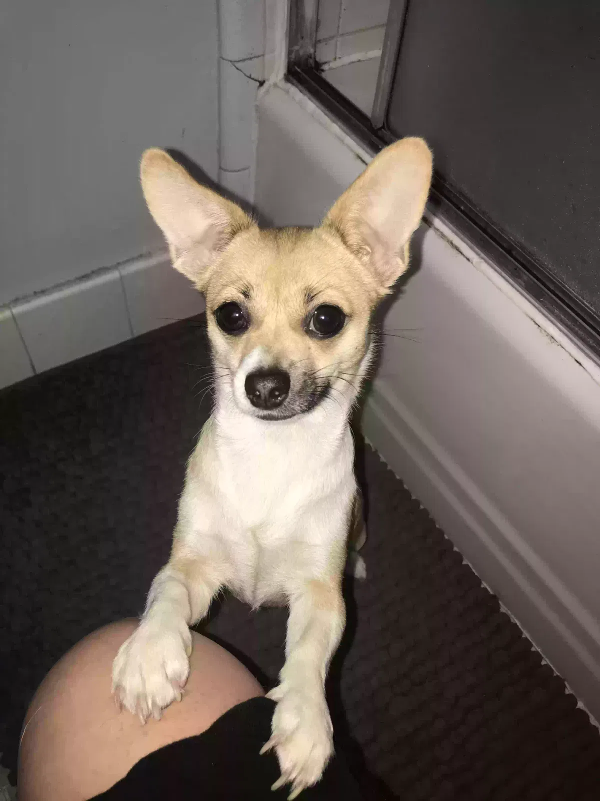 Lost dog in Shelby, NC, 28150