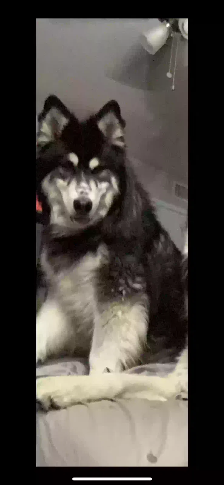 Lost dog in Tempe, AZ, 85282
