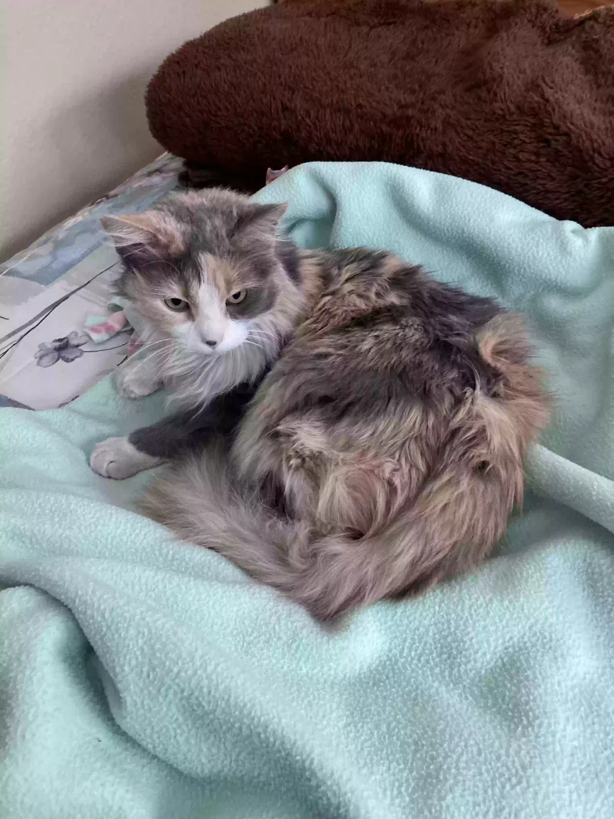 Lost cat in Viborg, SD, 57070
