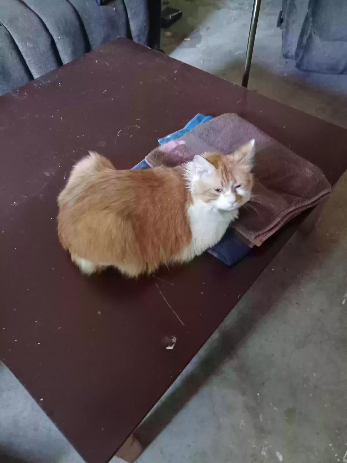 Lost cat in Broken Arrow, OK, 74012