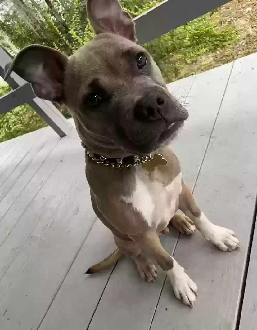 Lost dog in Kissimmee, FL, 34743