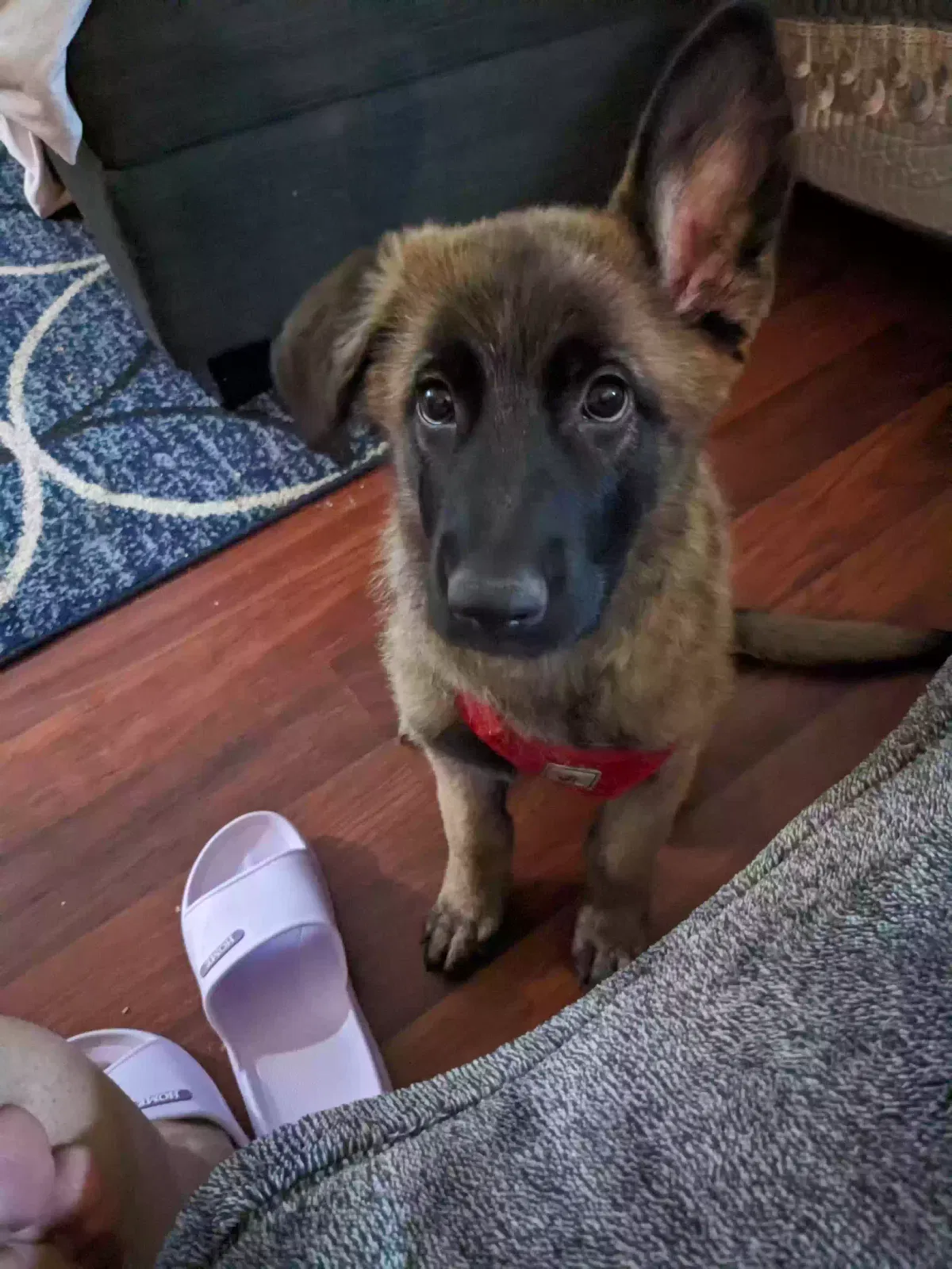Lost dog in Fort Worth, TX, 76135