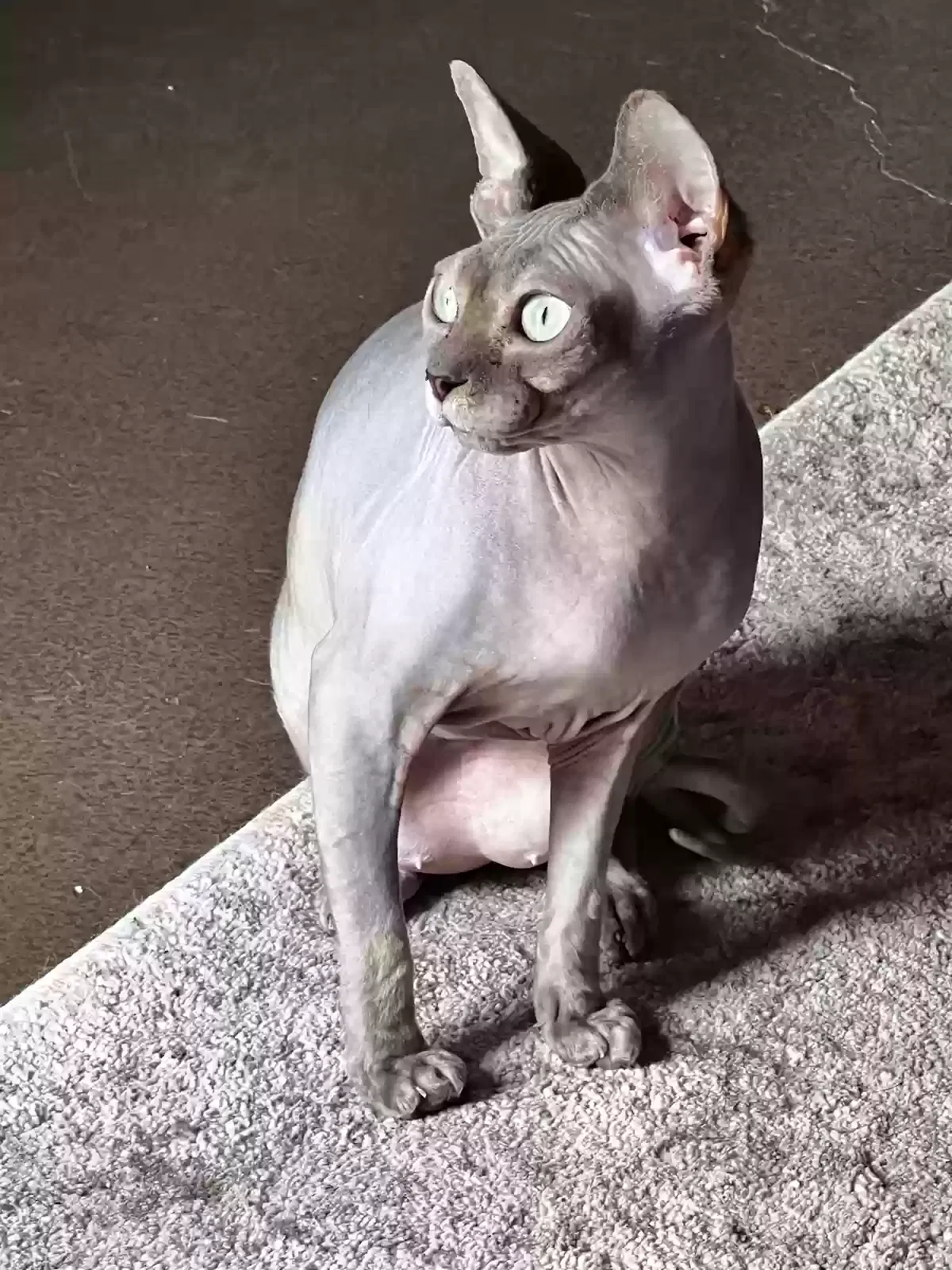 Lost cat in Silsbee, TX, 77656