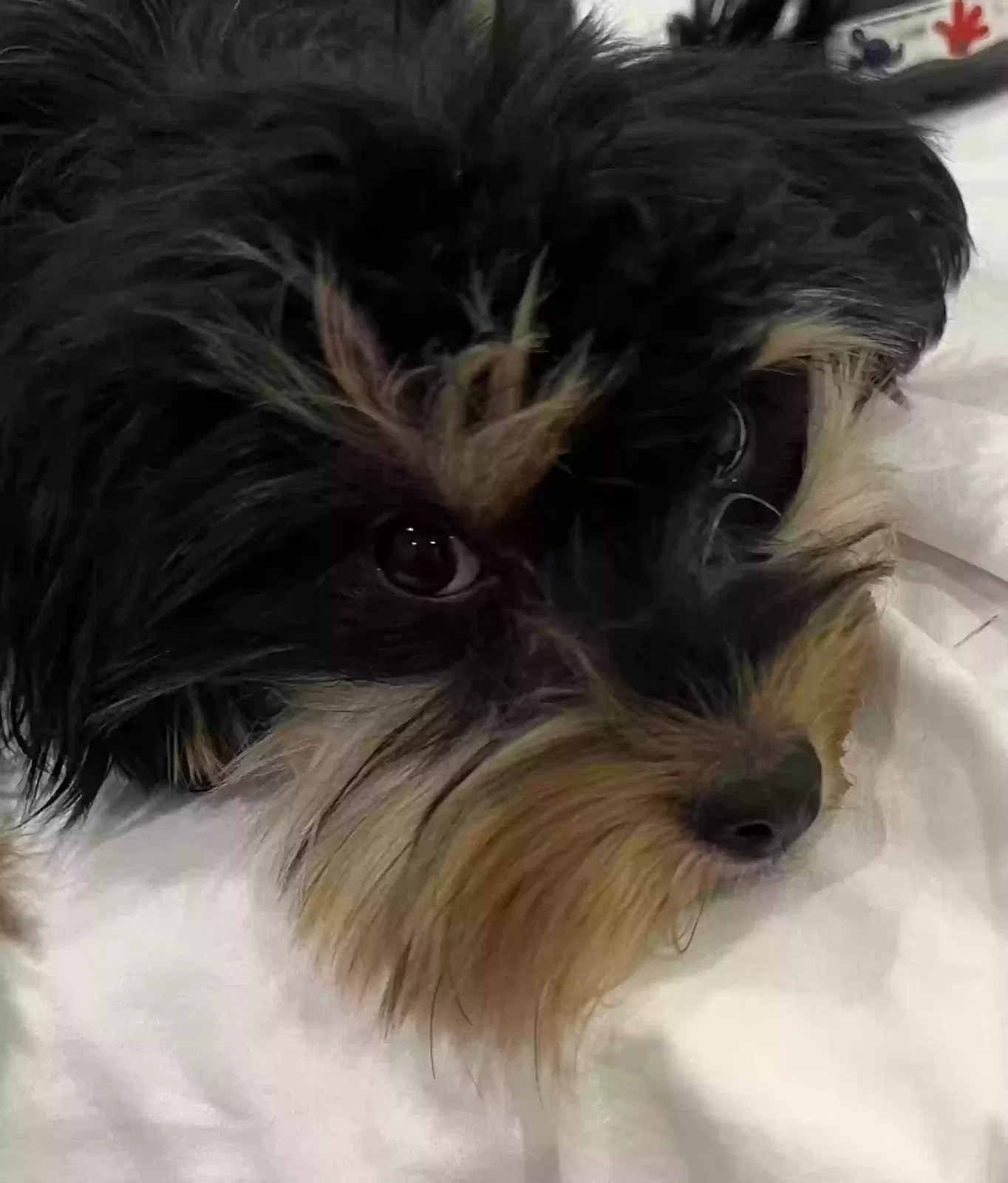 Found dog in Glendale, AZ, 85308