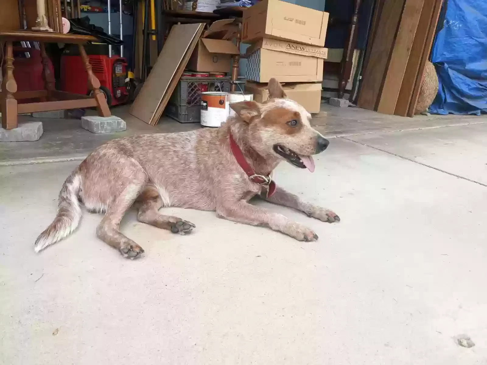 Lost dog in Riverside, CA, 92509