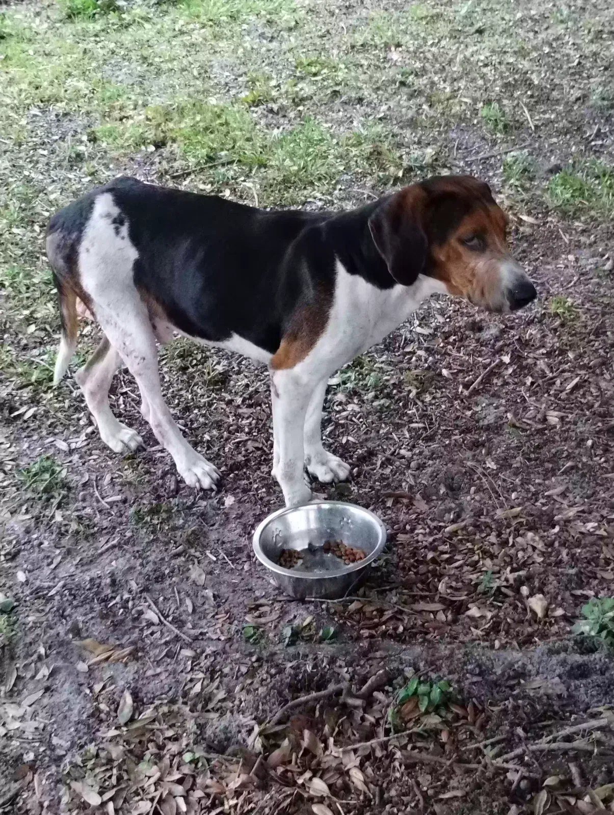 Found dog in Lakeland, FL, 33809