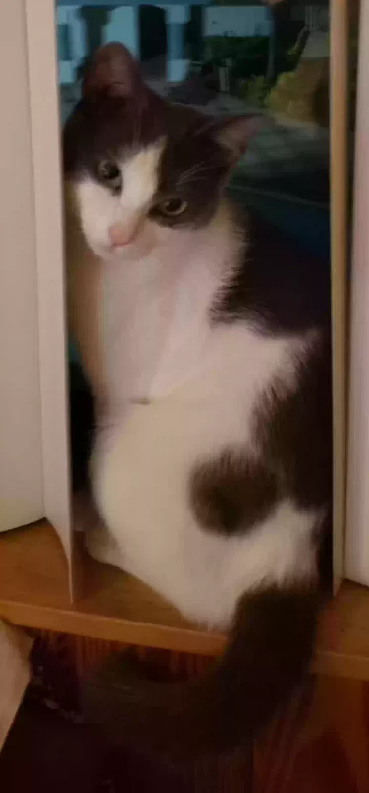 Lost cat in Miami, FL, 33173