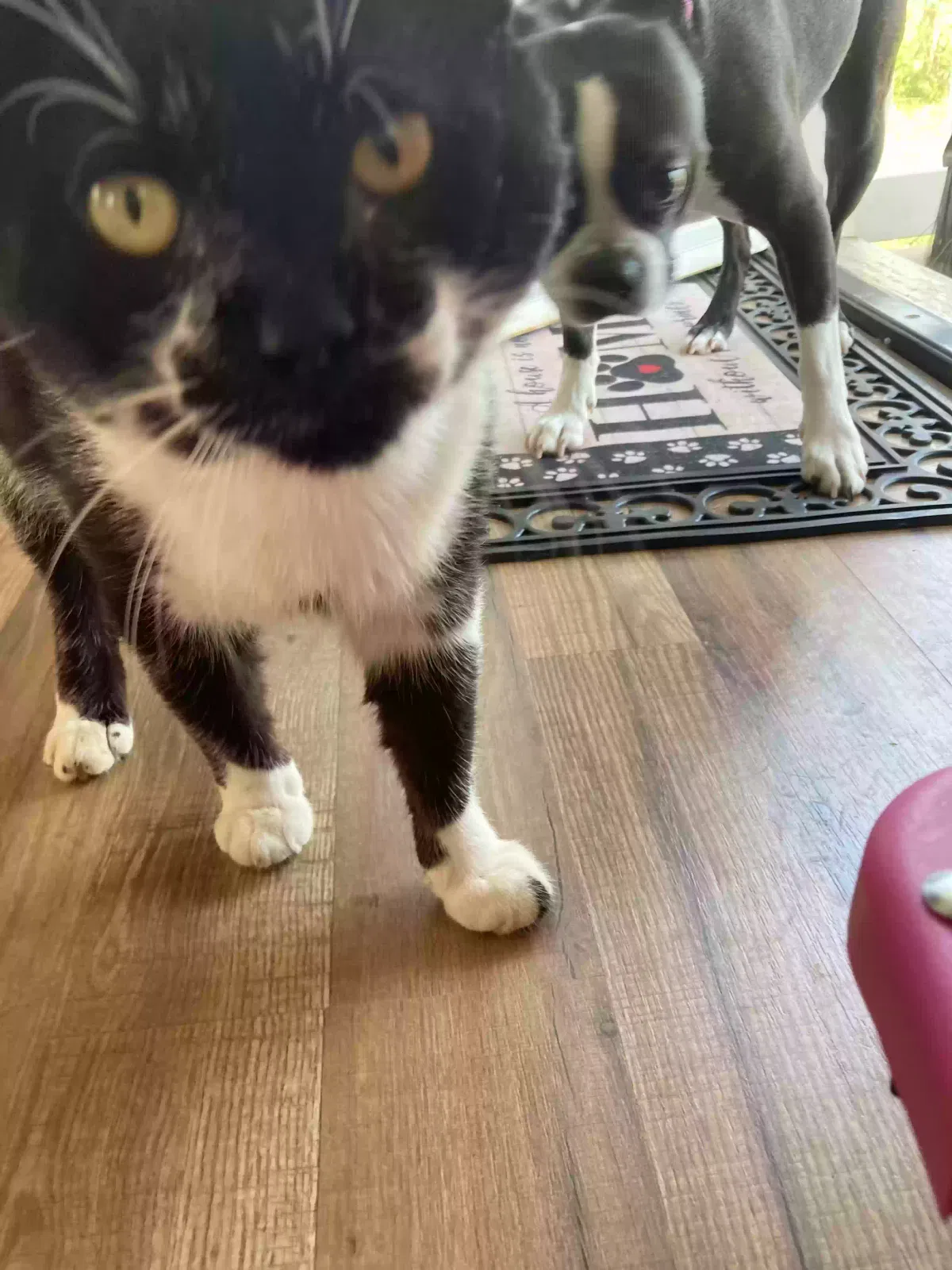 Lost cat in Commerce, GA, 30530