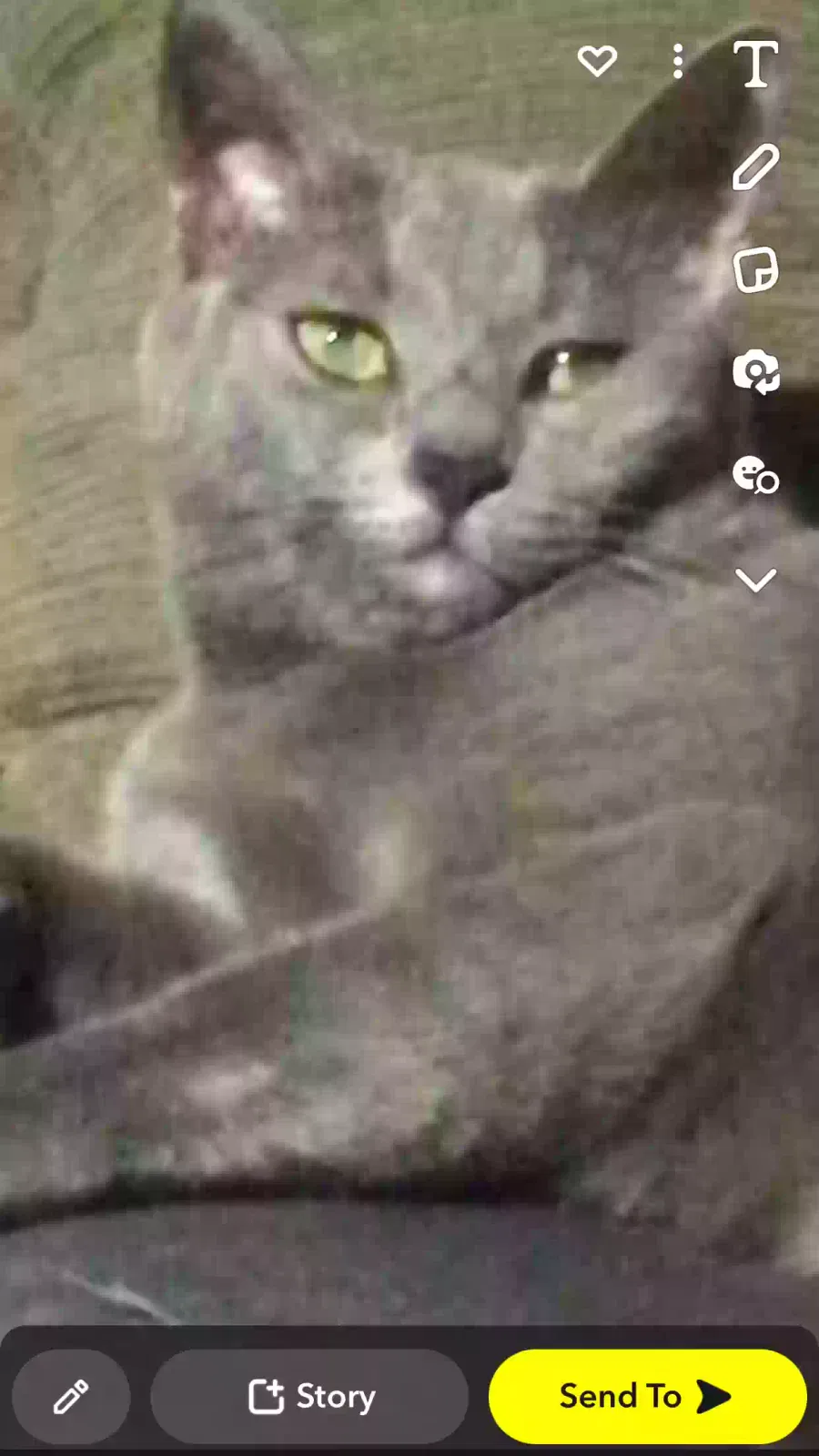 Lost cat in Kingman, AZ, 86401