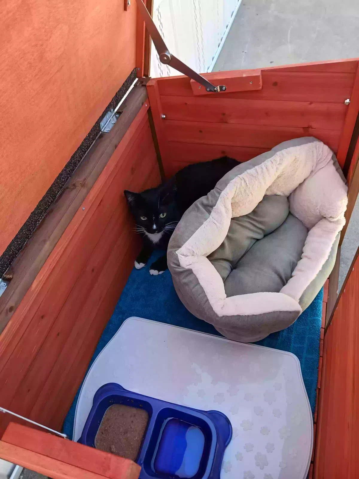Lost cat in Lemoore, CA, 93245