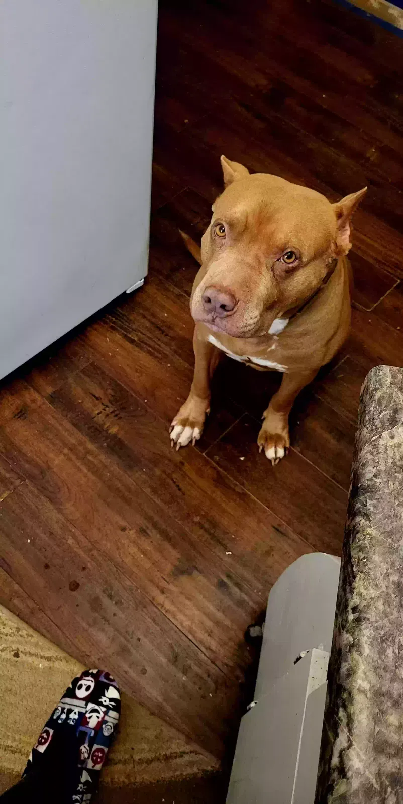 Lost dog in Russellville, AR, 72802