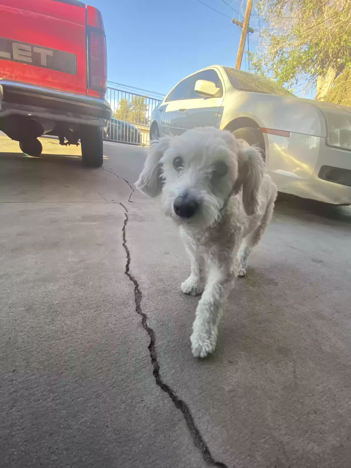 Lost dog in Unknown, CA, 16285