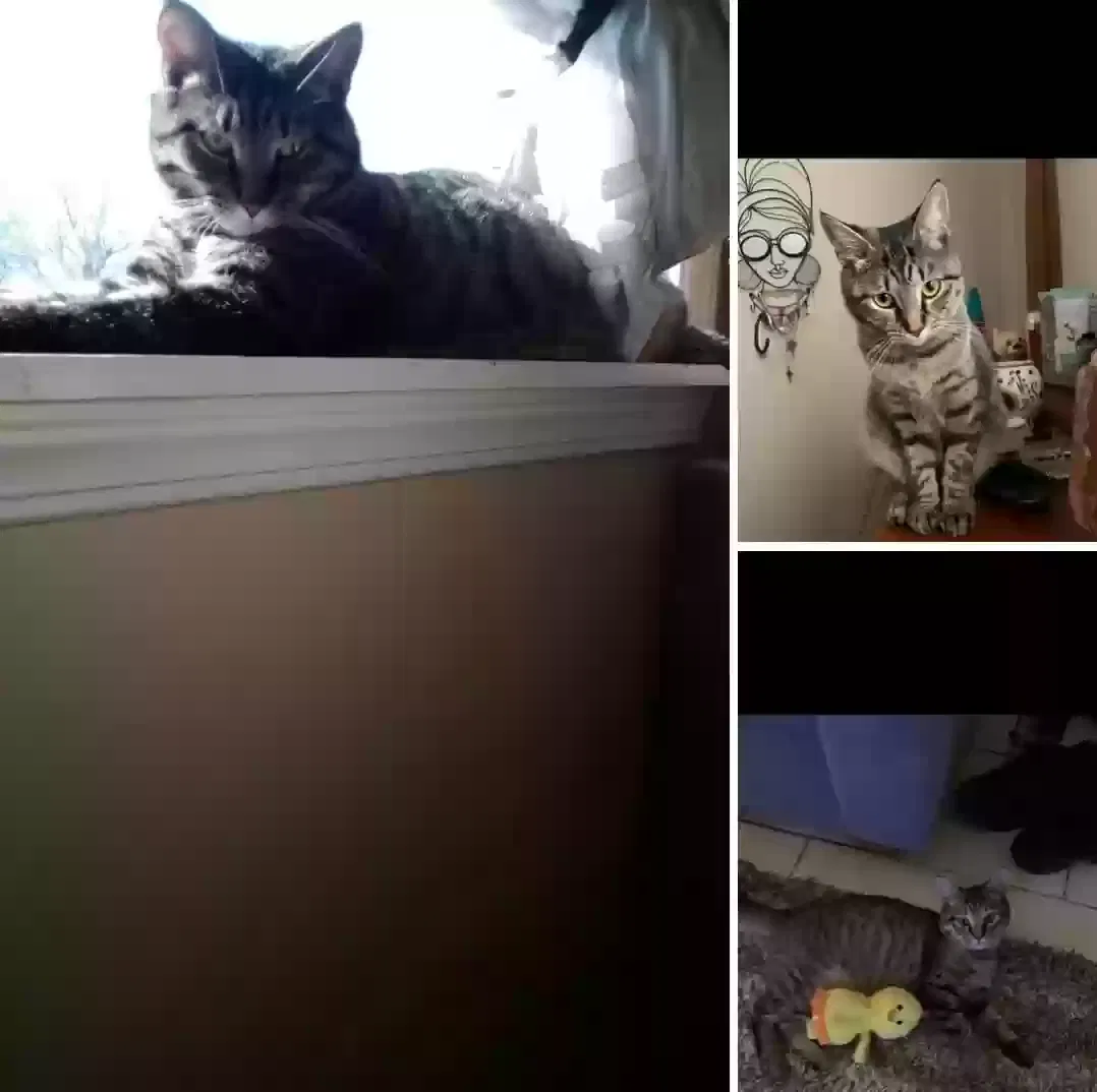 Lost cat in Greenwood, IN, 46143