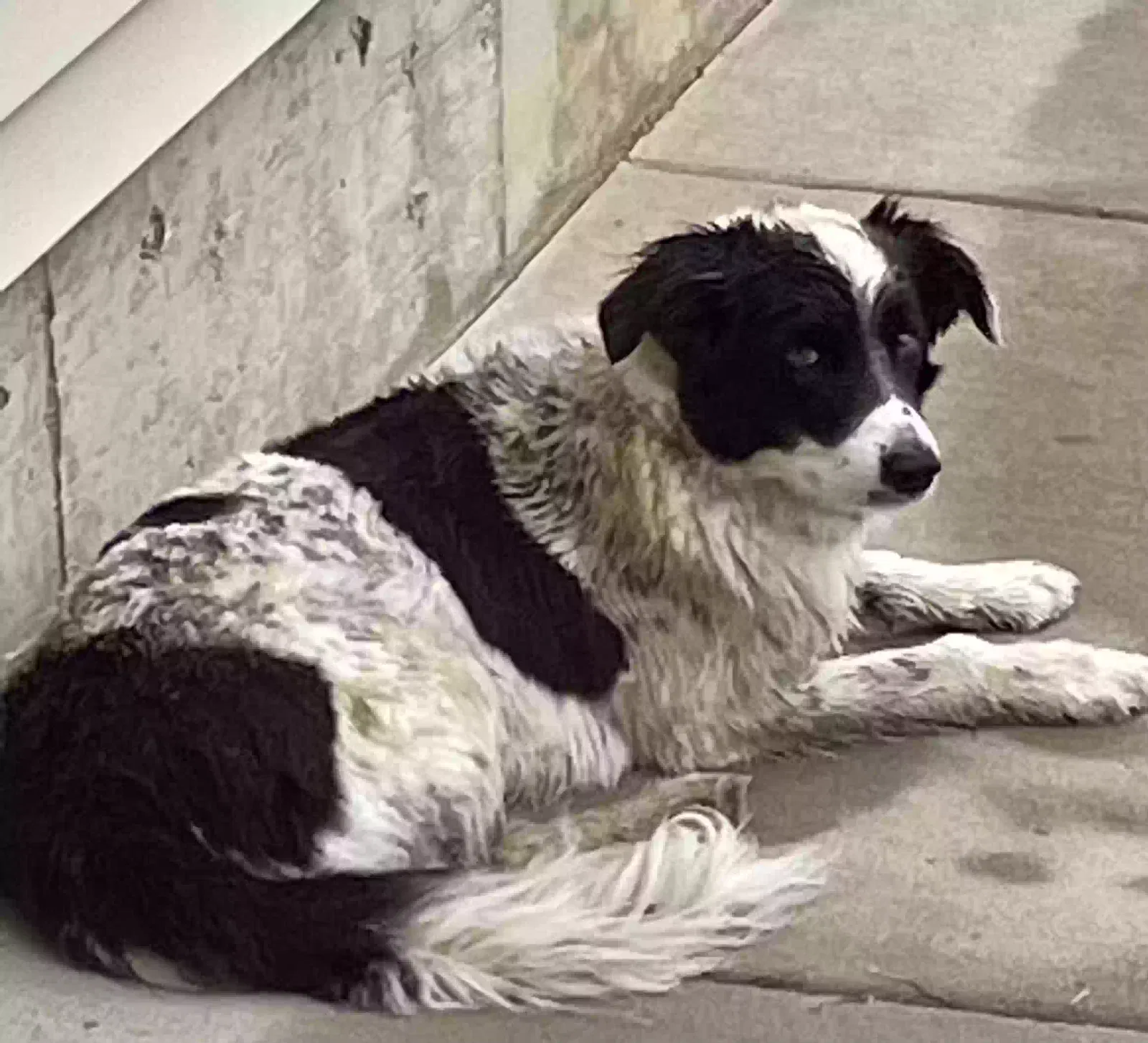 Found dog in Evansville, WY, 82636