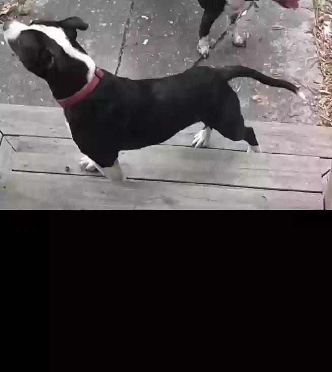 Found dog in New Orleans, LA, 70117