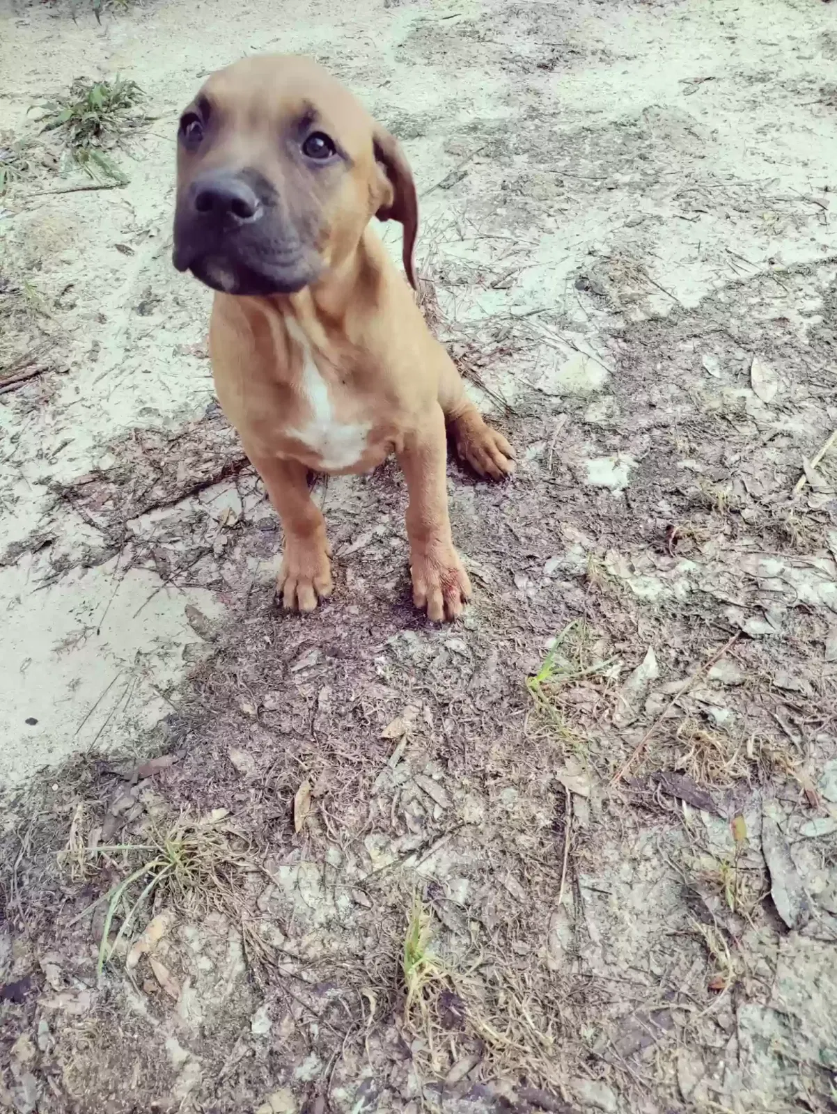 Found dog in Fort White, FL, 32038