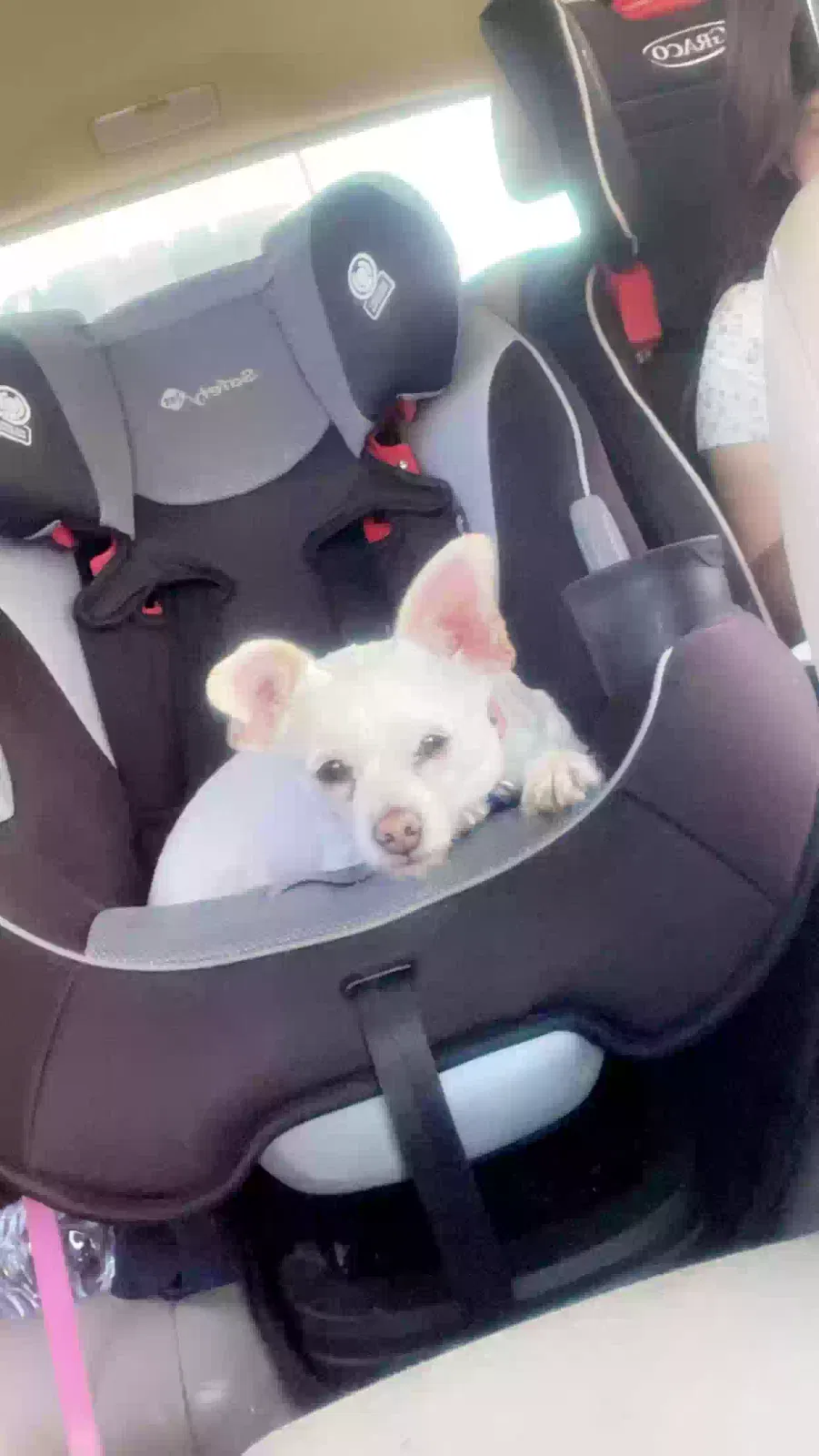 Lost dog in Rockford, IL, 61102