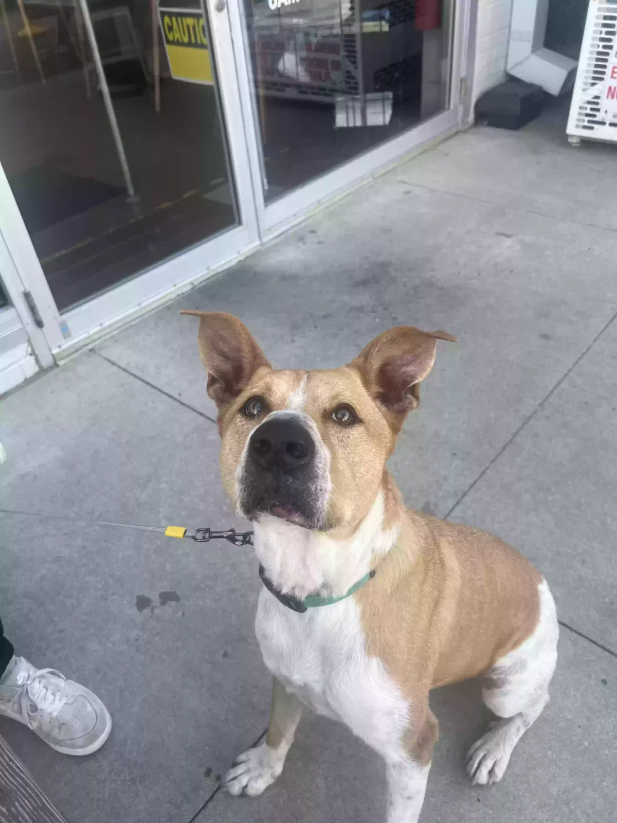 Found dog in Oklahoma City, OK, 73106