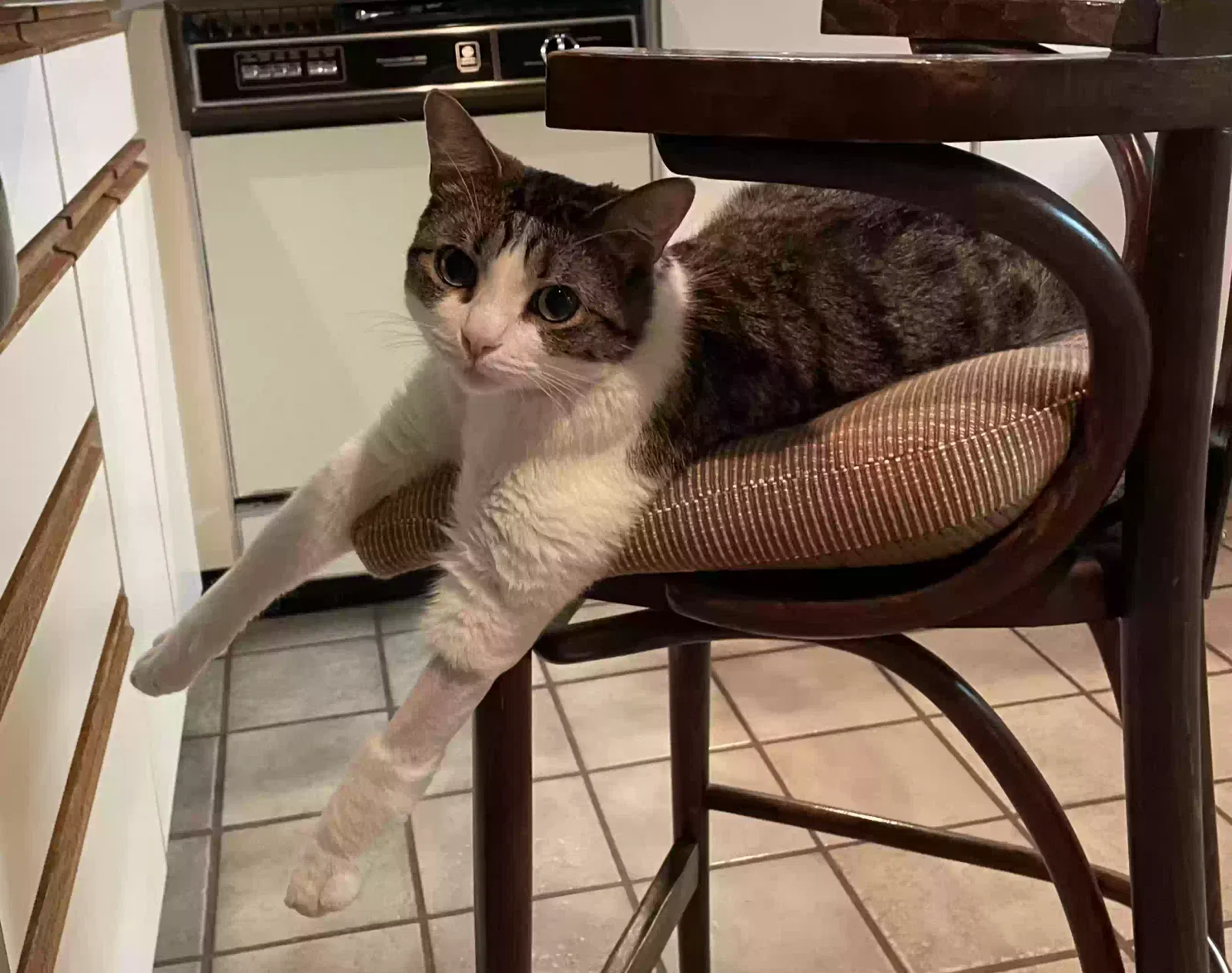 Lost cat in Knoxville, TN, 37914