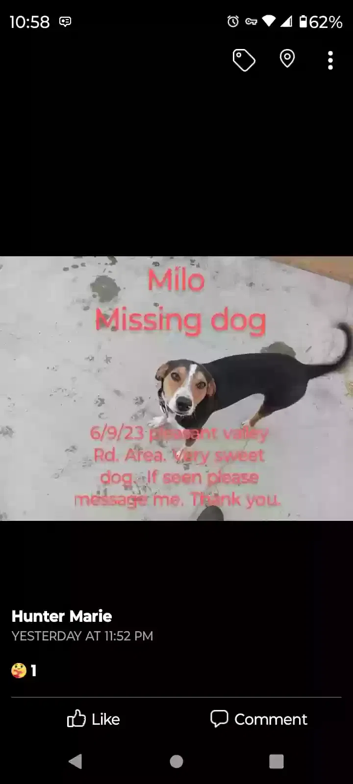 Lost dog in Vacaville, CA, 95687