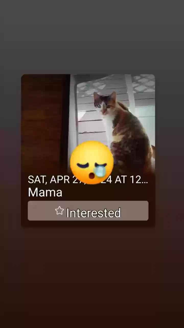 Lost cat in Gardena, CA, 90249
