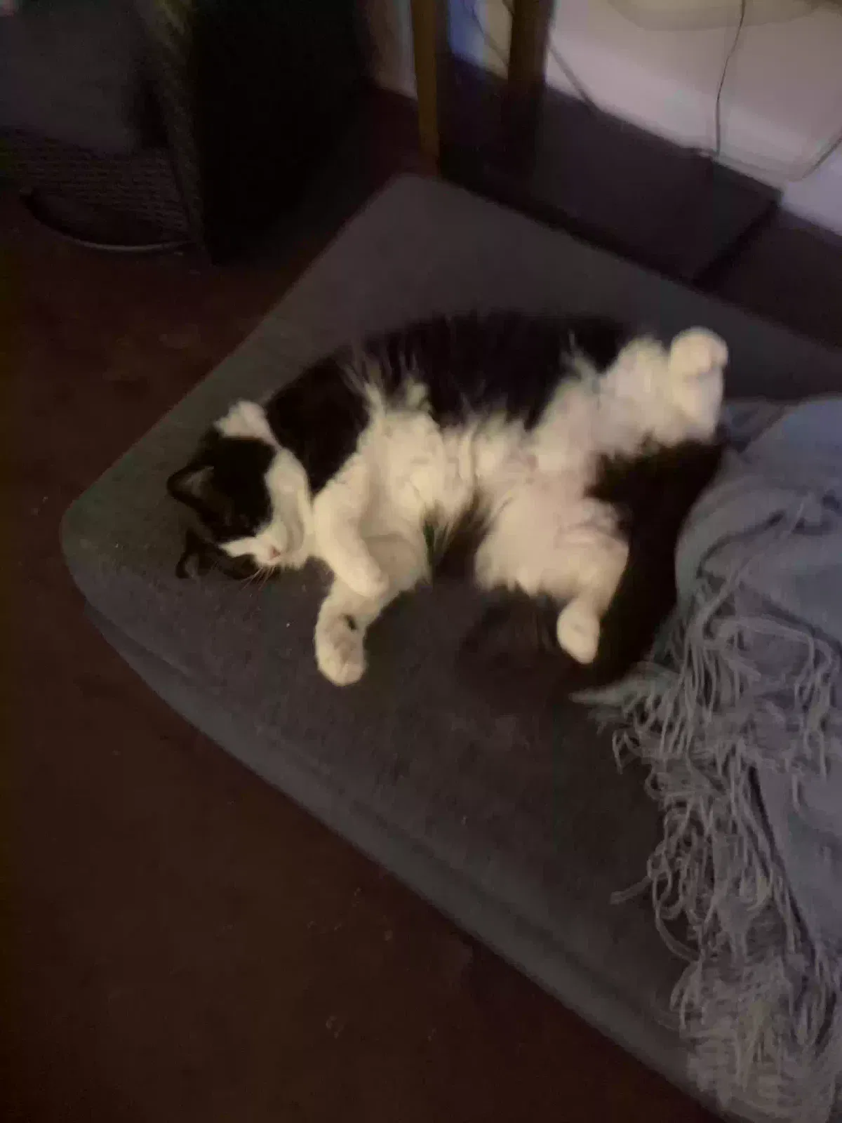 Lost cat in Hattiesburg, MS, 39401