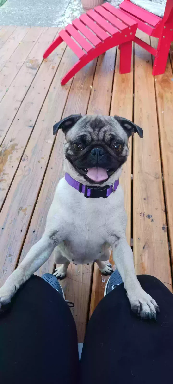 Found dog in Louisville, KY, 40223
