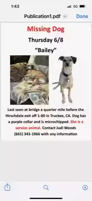 Lost dog in Truckee, CA, 96161