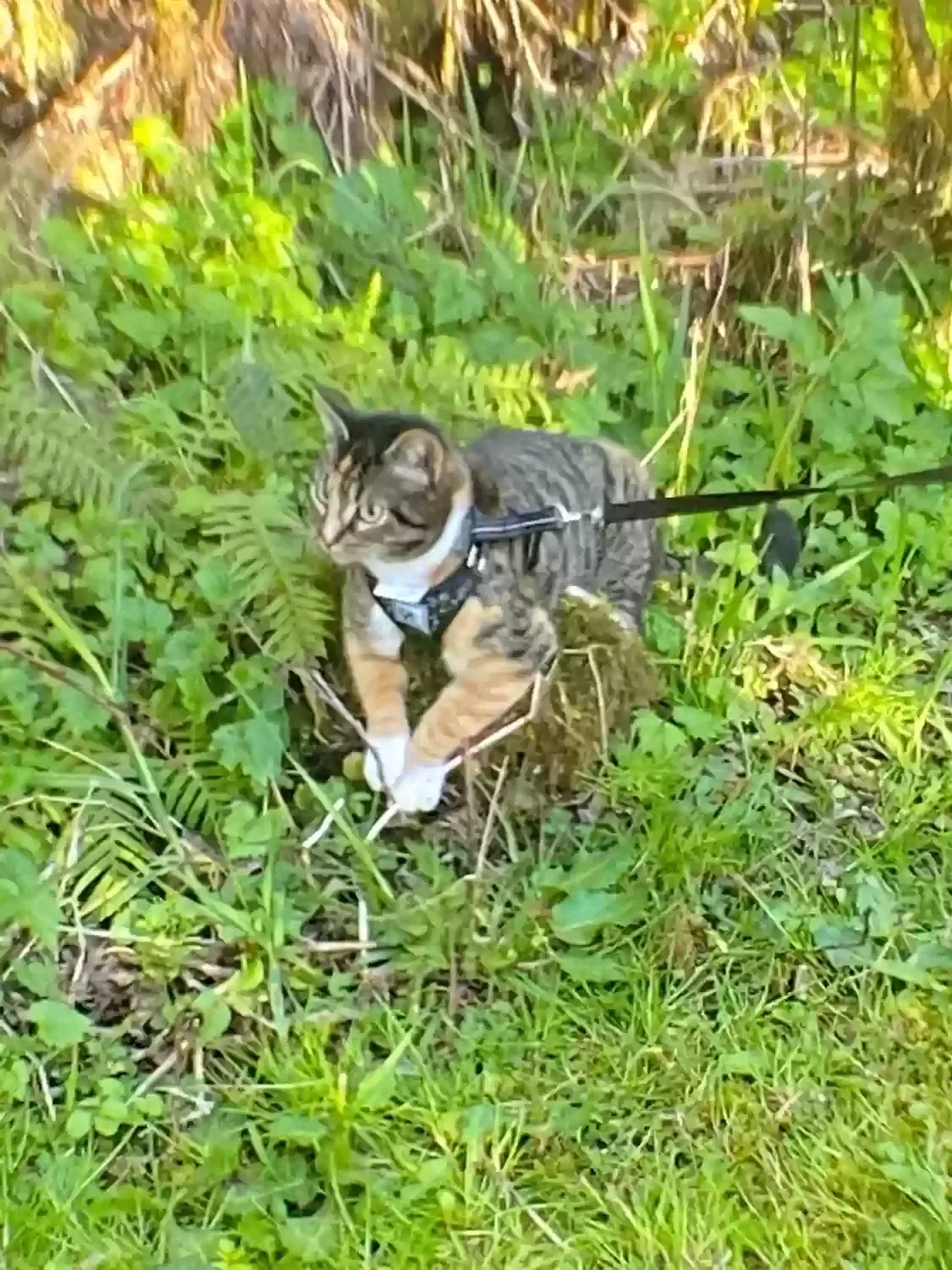Lost cat in Elma, WA, 98541