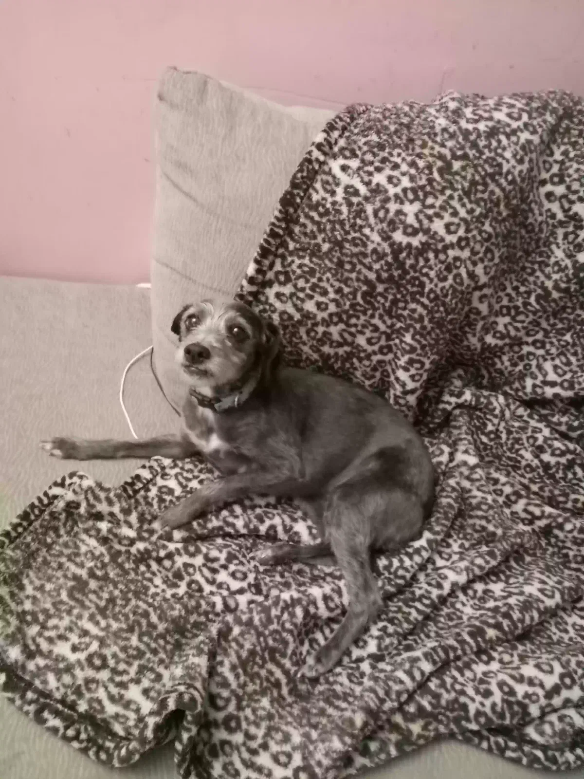 Found dog in Bethel, OH, 45106