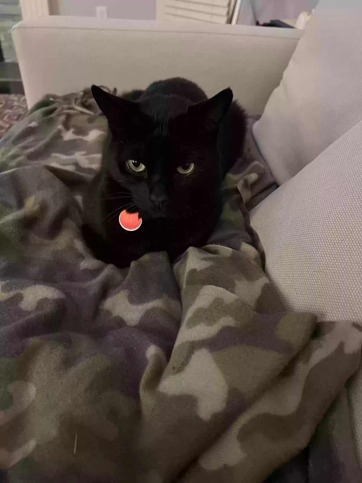 Lost cat in Alpharetta, GA, 30005