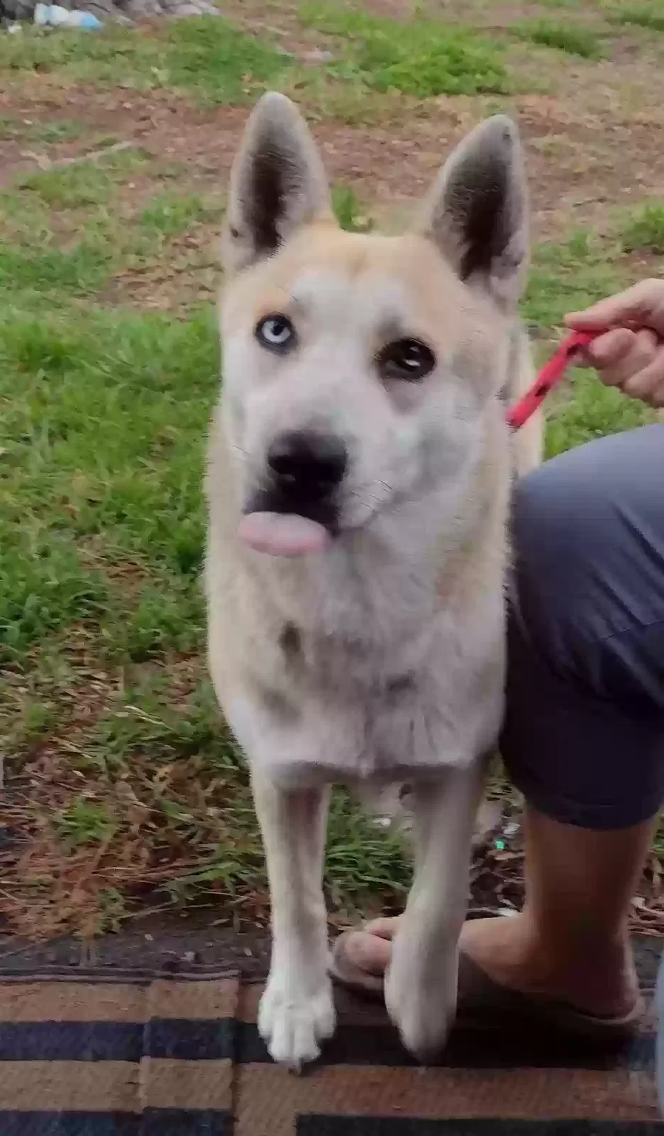 Found dog in San Gabriel, CA, 91775