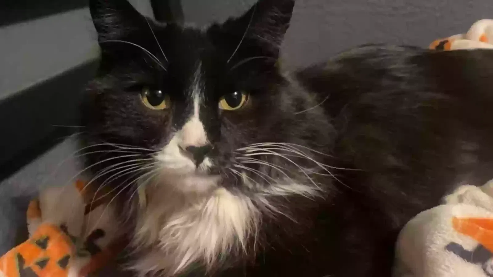 Lost cat in Albuquerque, NM, 87108