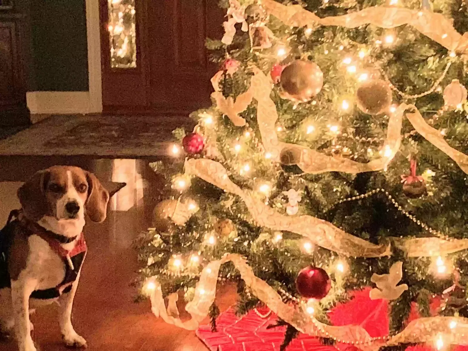 Lost dog in Dayton, OH, 45434