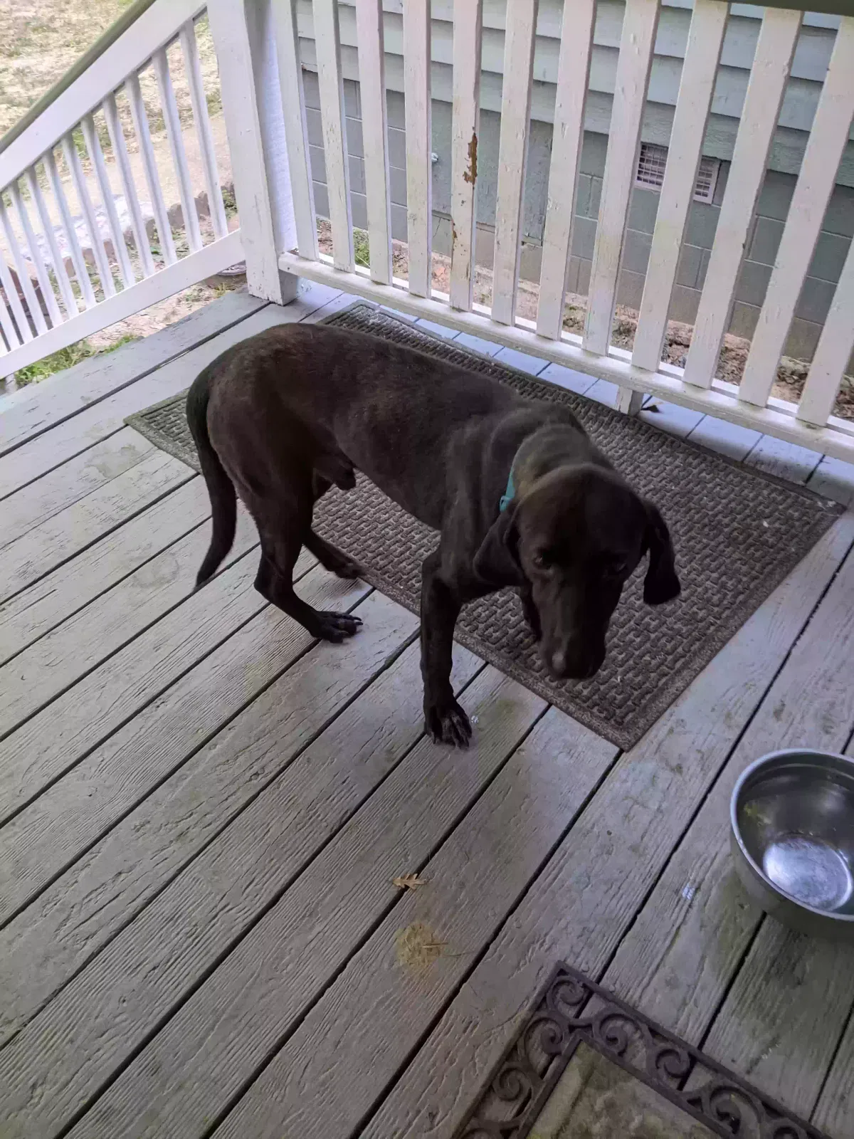 Found dog in Grimsley, TN, 38565