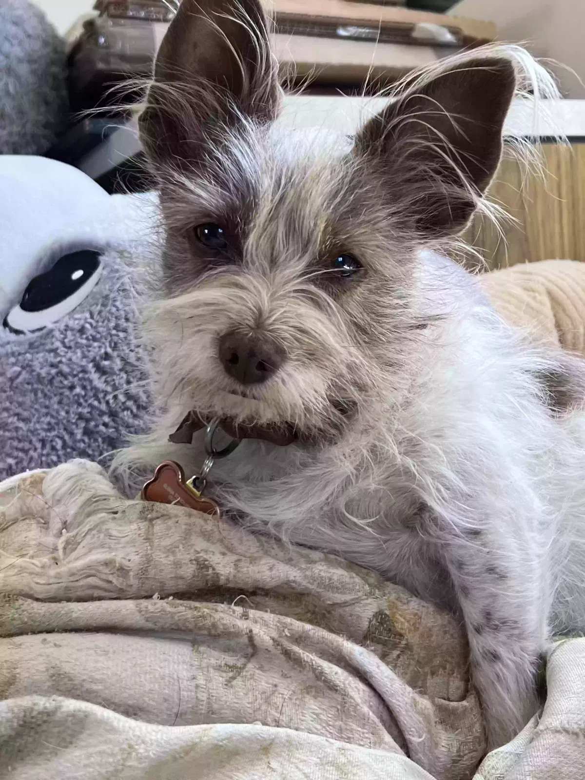 Lost dog in Tucson, AZ, 85713