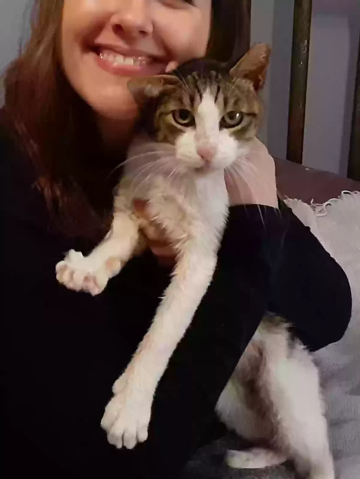 Lost cat in Wichita Falls, TX, 76310