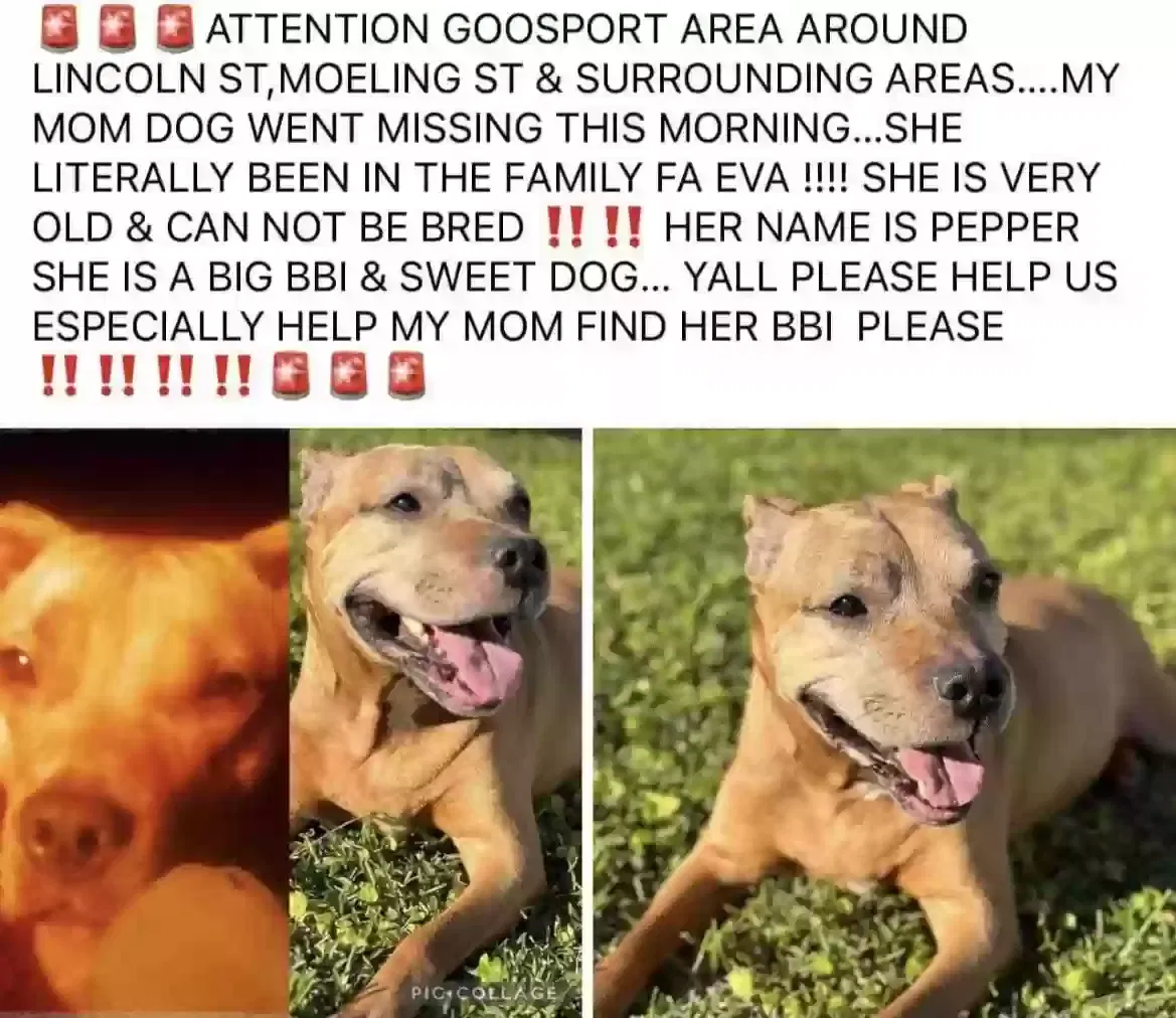 Lost dog in Lake Charles, LA, 70601