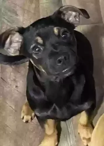Lost dog in Rock Hill, SC, 29730