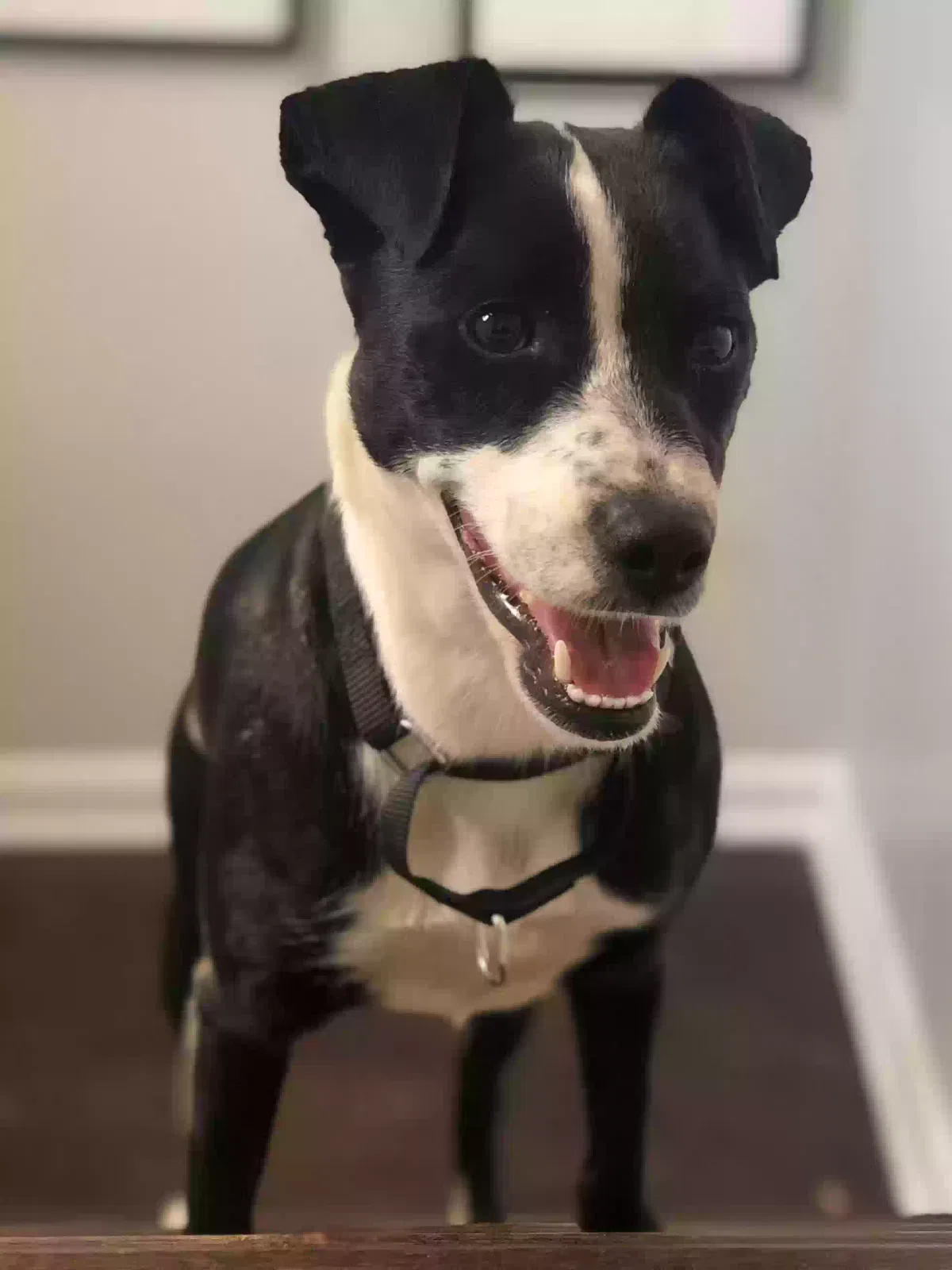 Lost dog in Atlanta, GA, 30327